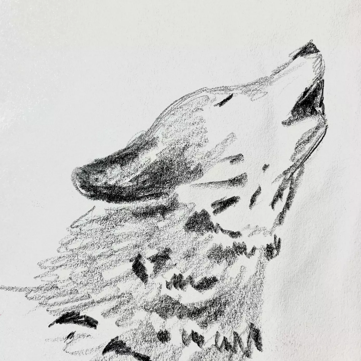 pencil drawing of a wolf howling 